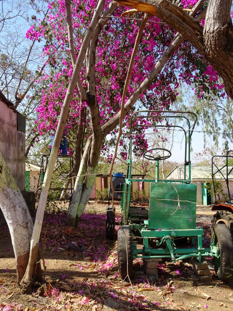 photograph of the Technology Demonstration Park at Vigyan Ashram, India. an agricultural tractor-like vehicle painted bright green is visible, sitting under trees. one of the trees is flowering bright pink blossoms whose petals also cover the ground.