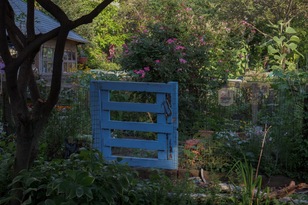 photograph of a community garden in New York's Lower East side. the main focus of the photo is a bright blue wooden gate lightly dappled by a low sun. there is a building visible on the left side; otherwise the scene is full of plants, flowers and trees. the feeling is more of countryside than being in a city.